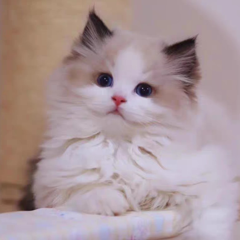 布偶小猫咪低价出售